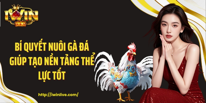 Bí quyết nuôi gà đá giúp tạo nền tảng thể lực tốt