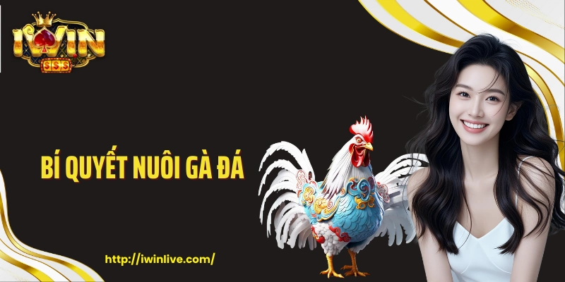 Bí quyết nuôi gà đá