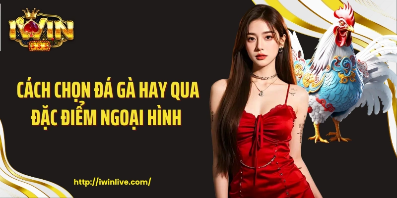 Cách chọn đá gà hay qua đặc điểm ngoại hình 