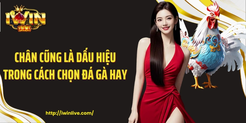 Chân cũng là dấu hiệu trong cách chọn đá gà hay 