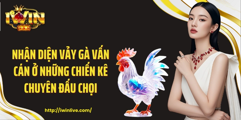Nhận diện vảy gà vấn cán ở những chiến kê chuyên đấu chọi