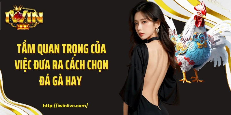 Tầm quan trọng của việc đưa ra cách chọn đá gà hay 
