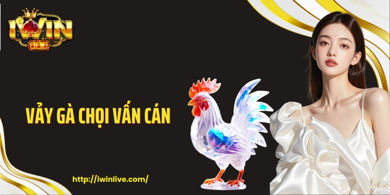 Vảy gà chọi vấn cán
